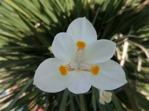 Lemon grass flower... | Grass flower, Garden planning, Flowers