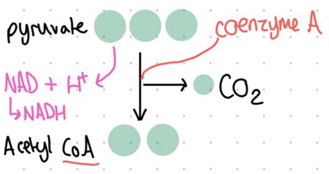 Link Reaction And Krebs Cycle Flashcards Quizlet