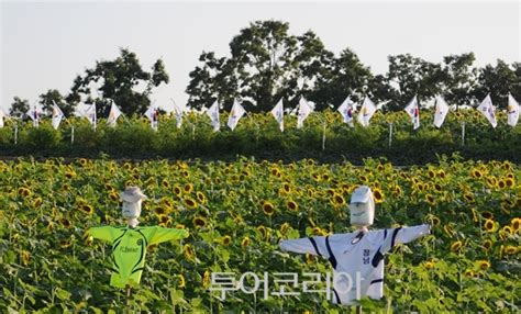 꽃밭 따라 가을여행① 해바라기 활짝 반기는 ‘연천 장남 통일바라기축제 투어코리아 No1 여행·축제 뉴스