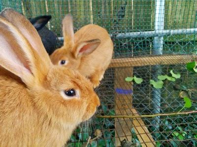 10 Reasons To Raise Meat Rabbits And 4 Reasons Not To Greneaux Gardens