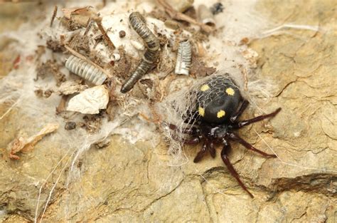 Five Spotted Star Web Spider From Serdinya France On May