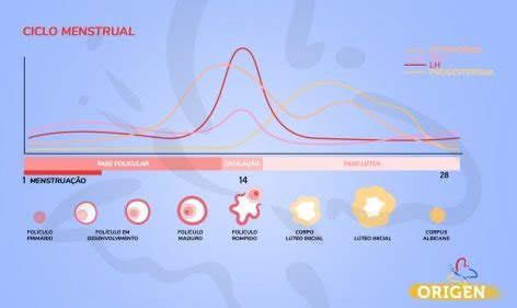 Horm Nios E Fertilidade Como A Rela O Cl Nica Origen