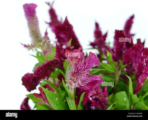 Celosia Argentea L Isolated O White Red The Heat Of The Flame