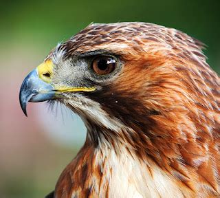 Poetry Analysis, Essay on Hawk Roosting, Ted Hughes - MELANIE KENDRY ...