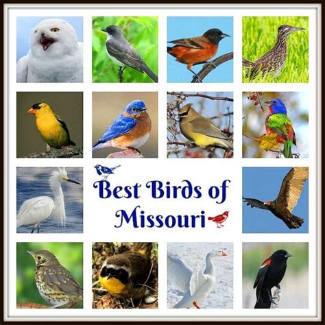 10 Most Common Birds Found In St Louis Missouri Nature Blog Network