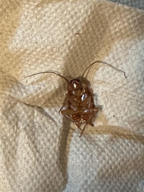 What is this? Is it a German Roach? : r/bugidentification