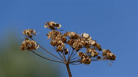 Fotos gratis árbol naturaleza rama cielo fotografía hoja