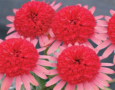 Top 35 Coneflower Varieties and Care Tips