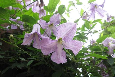 Clematis Betty Corning Viticella Group