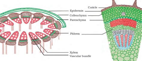 Tissues Activity Solution Ncert Class 9 Std Science Book Studdy