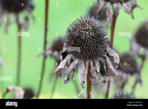 Close Up Of A Faded Echinacea Purpurea In A Flower Bed Stock Photo Alamy