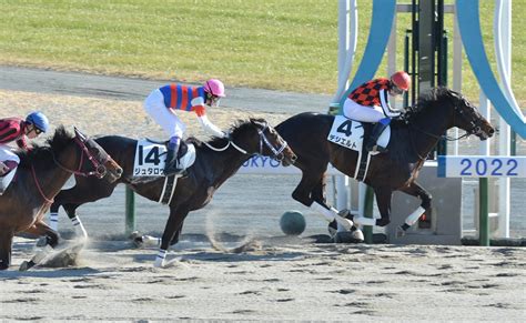 ダートで連勝中のデシエルトが芝の舞台に挑戦、ビッグレースを目指す｜競馬ニュース｜競馬予想のウマニティ