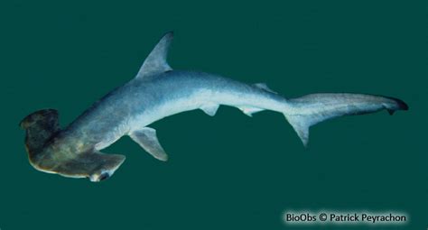 Requin Marteau Commun Sphyrna Zygaena BioObs