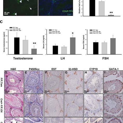 Coup Tfii Null Mice Display Leydig Cell Hypoplasia A Download