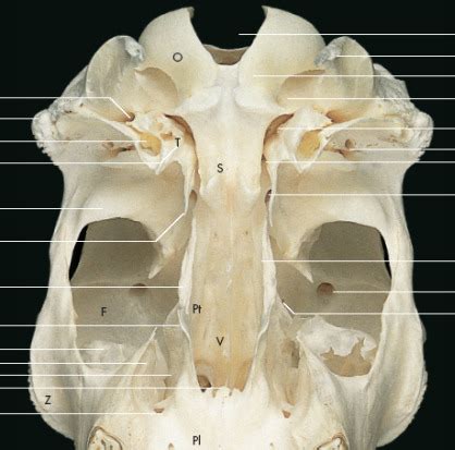 Neurocranio Bovino Veduta Ventrale Diagram Quizlet