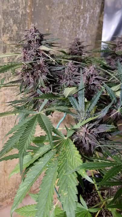 Royal Queen Seeds Purplematic Cbd Grow Diary Journal Week By