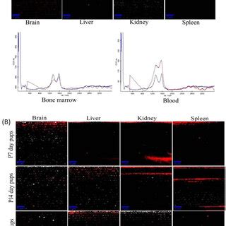 biodistribution analysis  confocal raman mapping  tissue