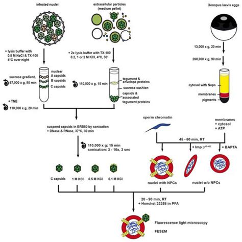 An In Vitro Assay To Analyze The Binding Of Viral Capsids To Npcs Download Scientific Diagram