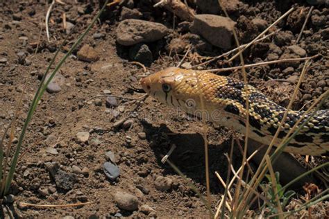 Snake stalking prey. stock image. Image of smelling, hunting - 20947569