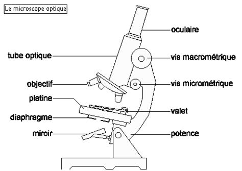 Réaliser une observation au microscope optique Les cours de Max