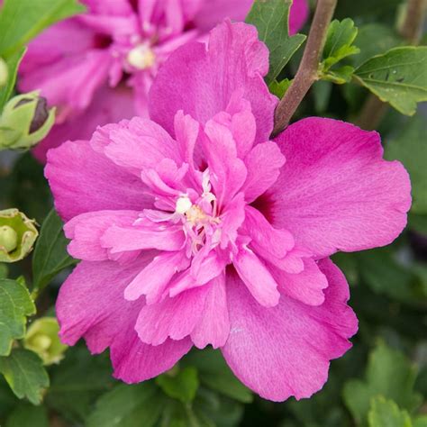 Spring Hill Nurseries Pink Raspberry Smoothie Rose Of Sharon Hibiscus Pink Flowering Shrub In