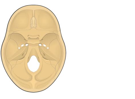 Frontal Bone Anatomy | GetBodySmart