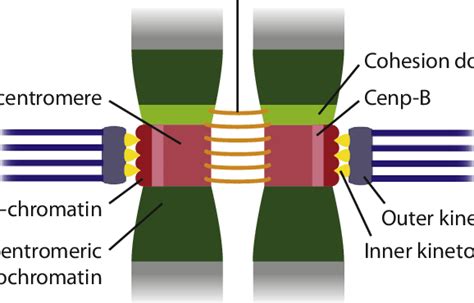 Centromere Structure