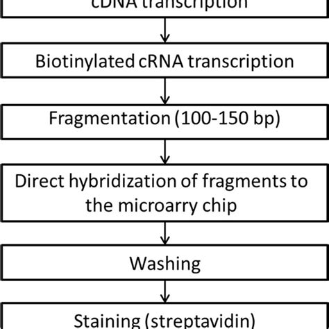 schematic procedure  microarray preparation