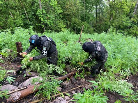 Ffaa Aseguran Mil Plantas De Marihuana En Col N