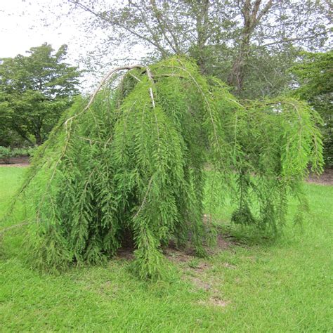 Taxodium Distichum Falling Waters Weeping Bald Cypress Siteone