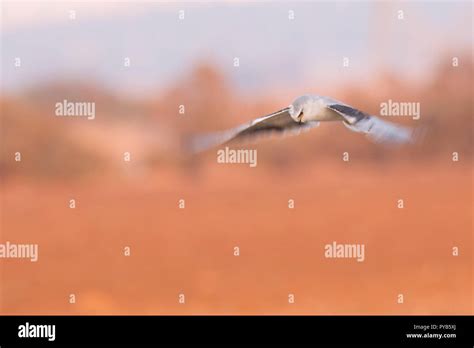 Black Winged Kite Elanus Caeruleus In Flight Also Called The Black