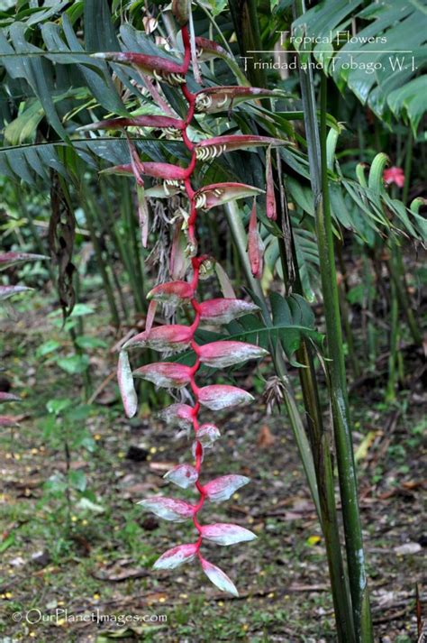 Flowers And Plants Trinidad And Tobago