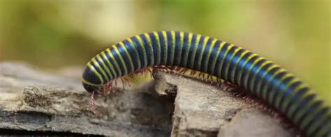 Bumblebee Millipede: A Practical Care Guide | Keeping Bugs