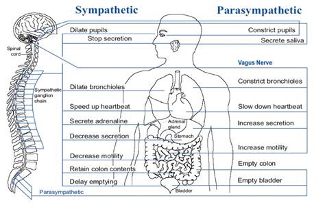 Acupuncture For Nervous System Philadelphia Acupuncture Clinic