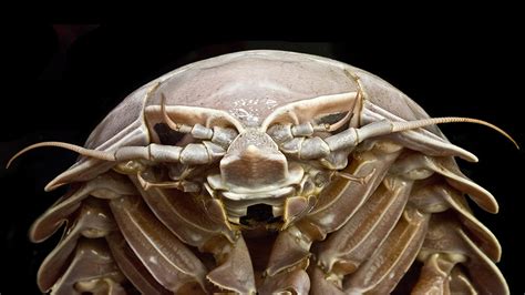 Download Giant Isopod Closeup Wallpaper | Wallpapers.com