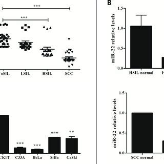 HDAC6 Was Up Regulated In Cervical Cancer Tissues And Cell Lines A