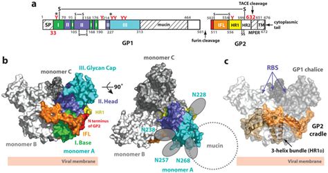 Structure Of Zaire EBOV GP A Domain Schematic Of GP Domains Observed