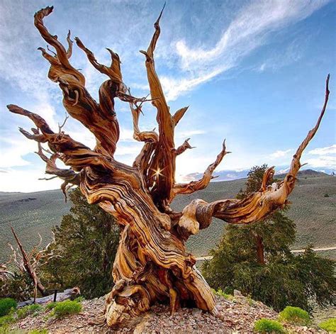 Methuselah, the oldest tree on the planet : botany