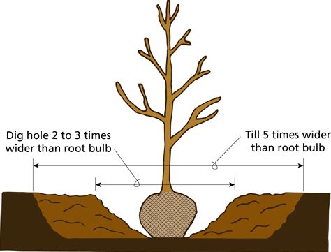 How To Plant Trees And Shrubs — Clean Water Grow Plant Food