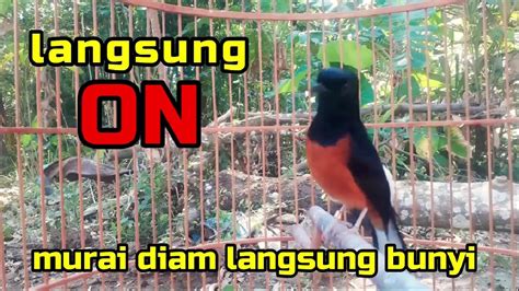 Murai Batu Gacor AMPUH Buat PANCINGAN Murai Batu Agar Bunyi JADIKAN