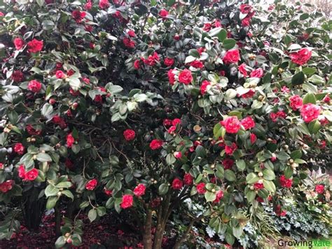 Best Types Of Camellias You Might Like To Grow Growingvale