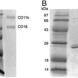 Characterization Of Purified Mac 1 And I Domain Purified Mac 1 A Or