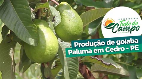 Produ O De Goiaba Paluma Em Cedro Pe Youtube