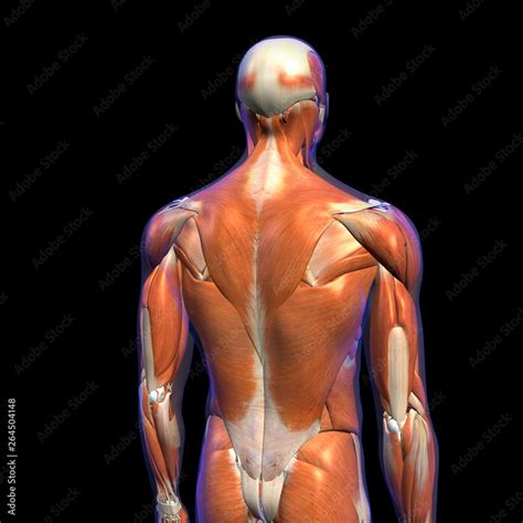 Back Muscles Anatomy Chart