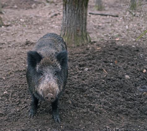 Wildschwein Wald Natur Kostenloses Foto Auf Pixabay Pixabay