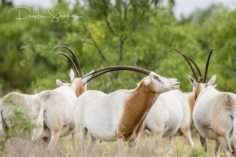 SCIMITAR ORYX — Texas Divide Ranch