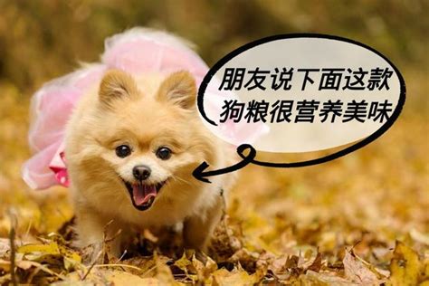 博美犬把你当成“妈妈”来依靠的6种行为！你家爱犬中几种？ 每日头条