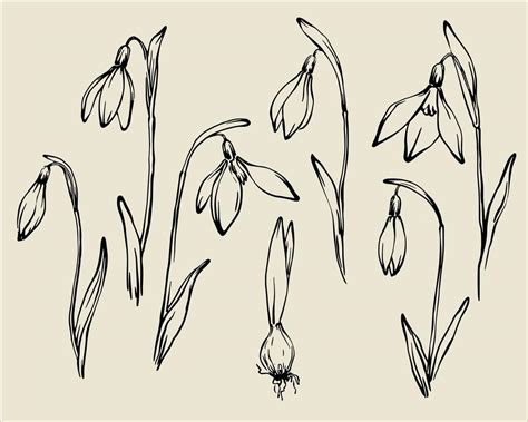 Snowdrops Set Hand Drawn Monochrome Outline Vector Spring Floral