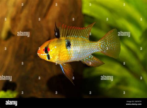 German Ram Cichlid Mikrogeophagus Ramirezi Aquarium Fish Butterfly