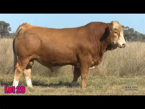 Lot 29 Barana Thor T056 YouTube